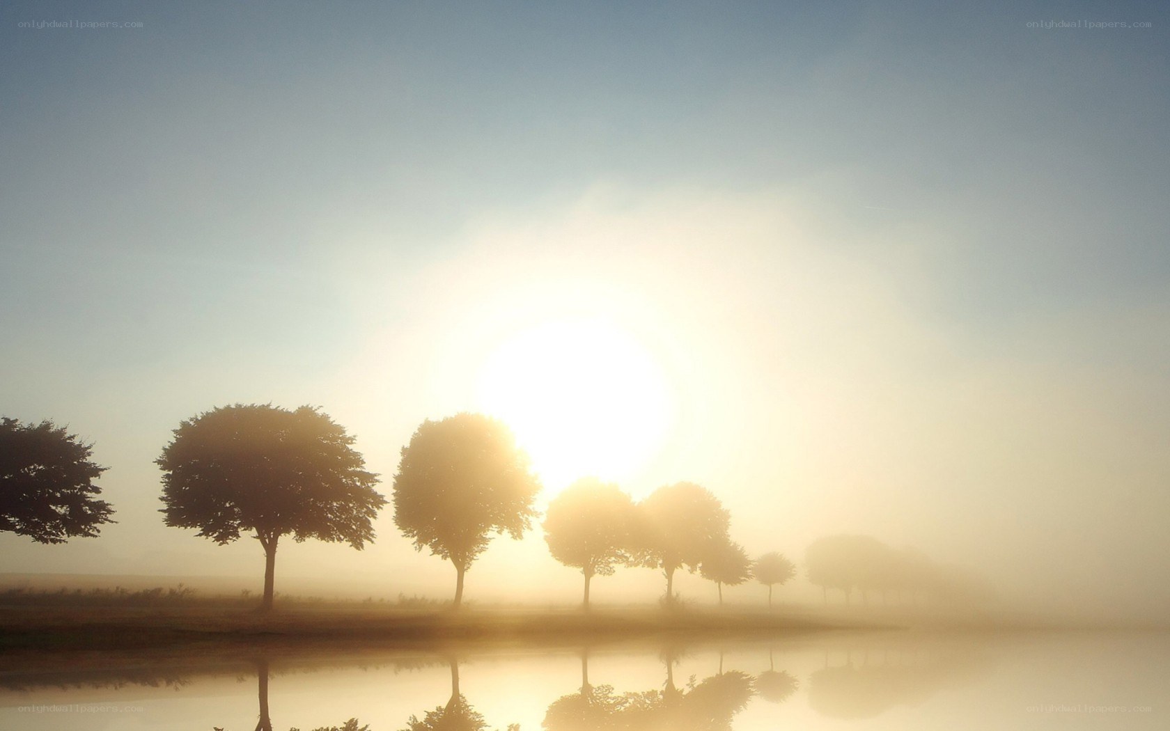 Sunrise over misty trees