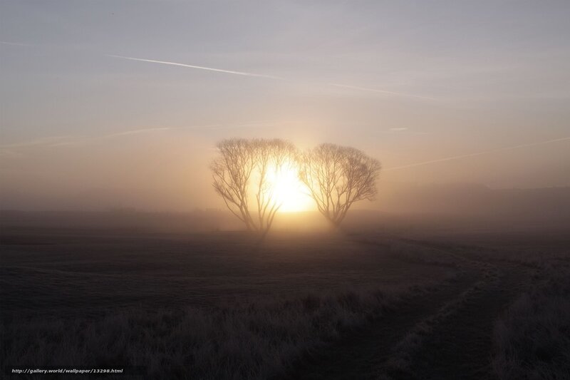Sunrise over misty trees
