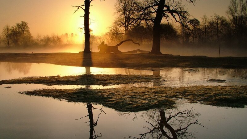 Sunrise over misty wetland