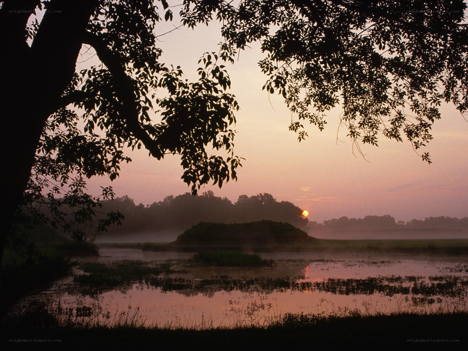 Sunrise over misty wetland