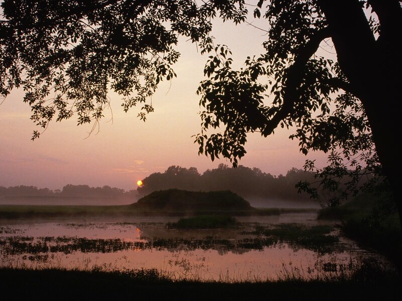 Sunrise over misty wetland