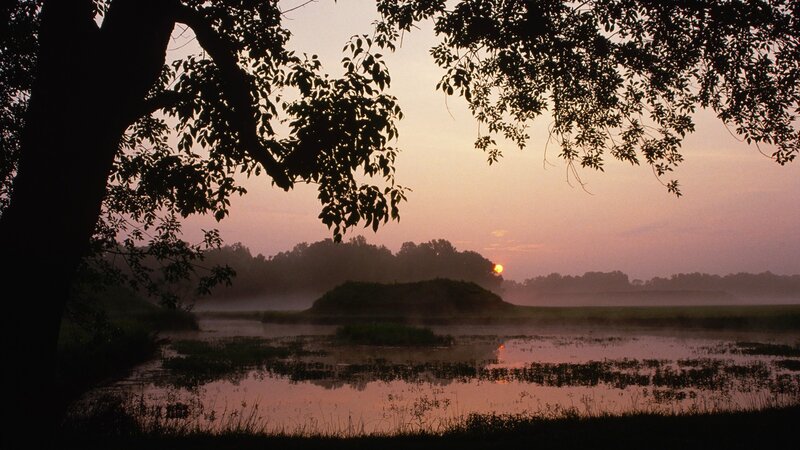 Sunrise over misty wetlands