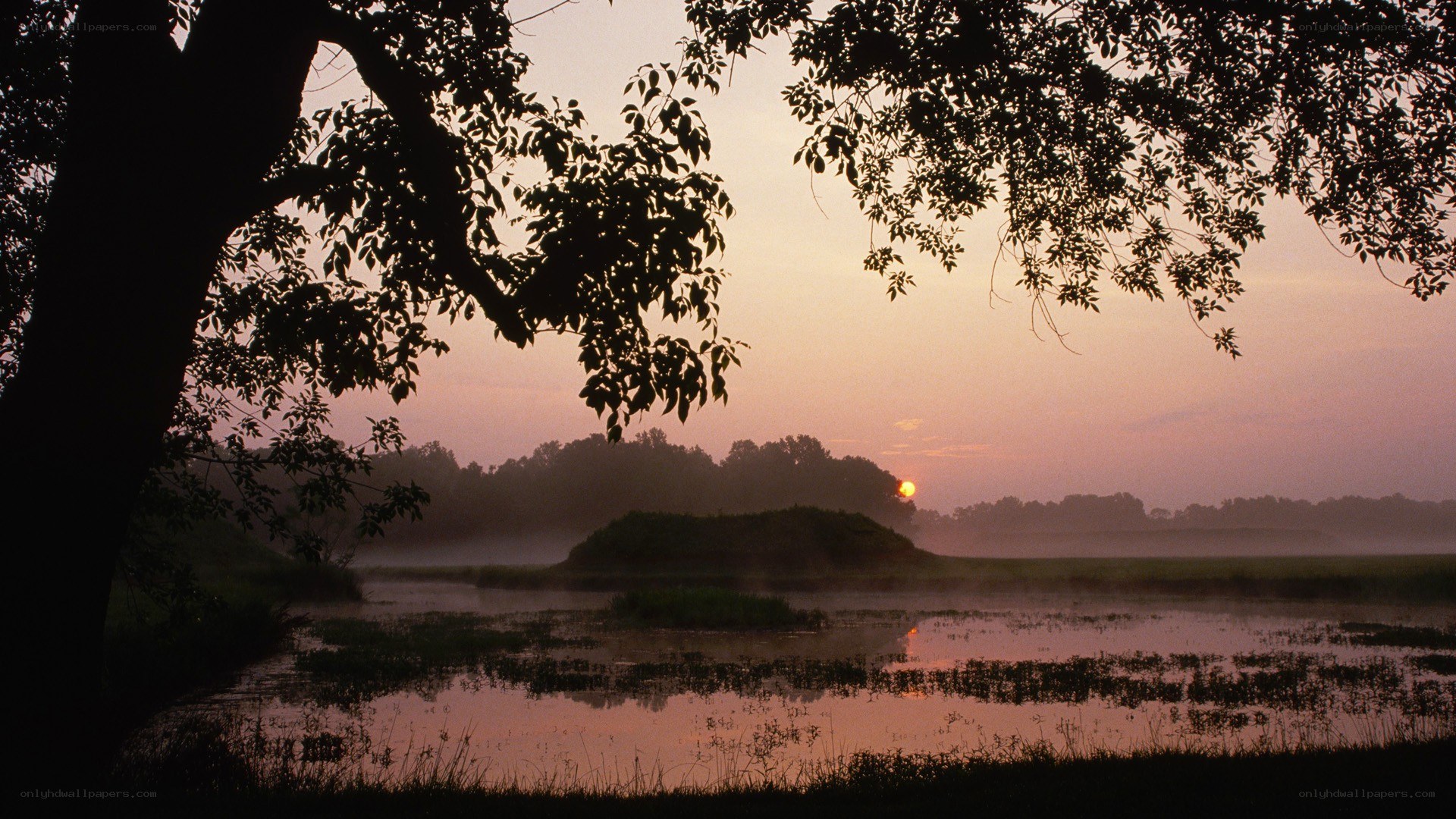 Sunrise over misty wetlands