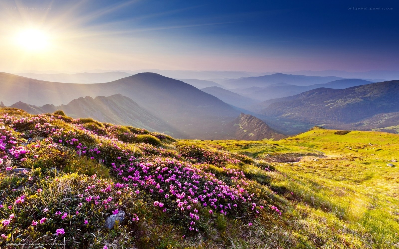 Sunrise over mountain flowers
