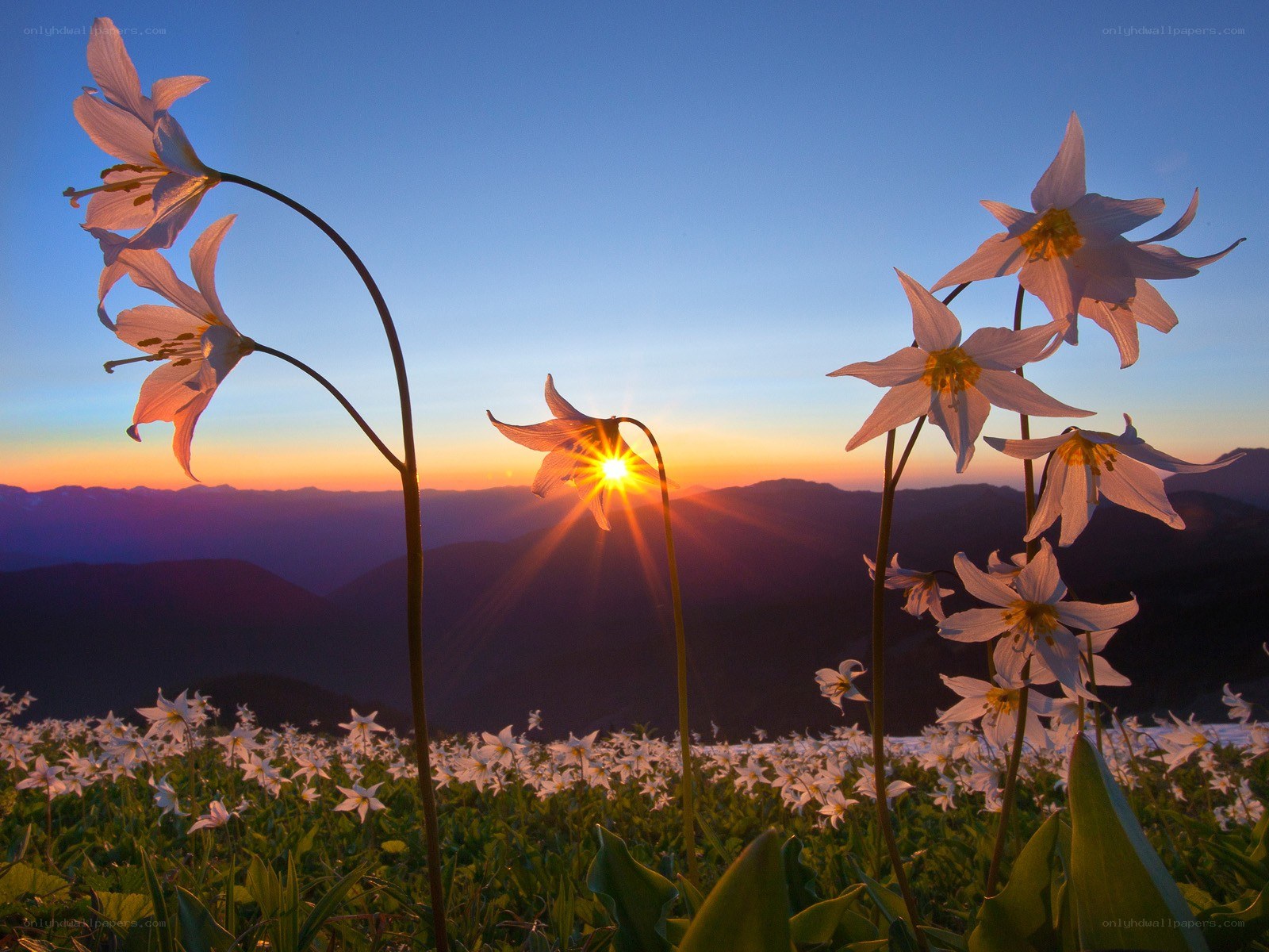 Sunrise over mountain flowers