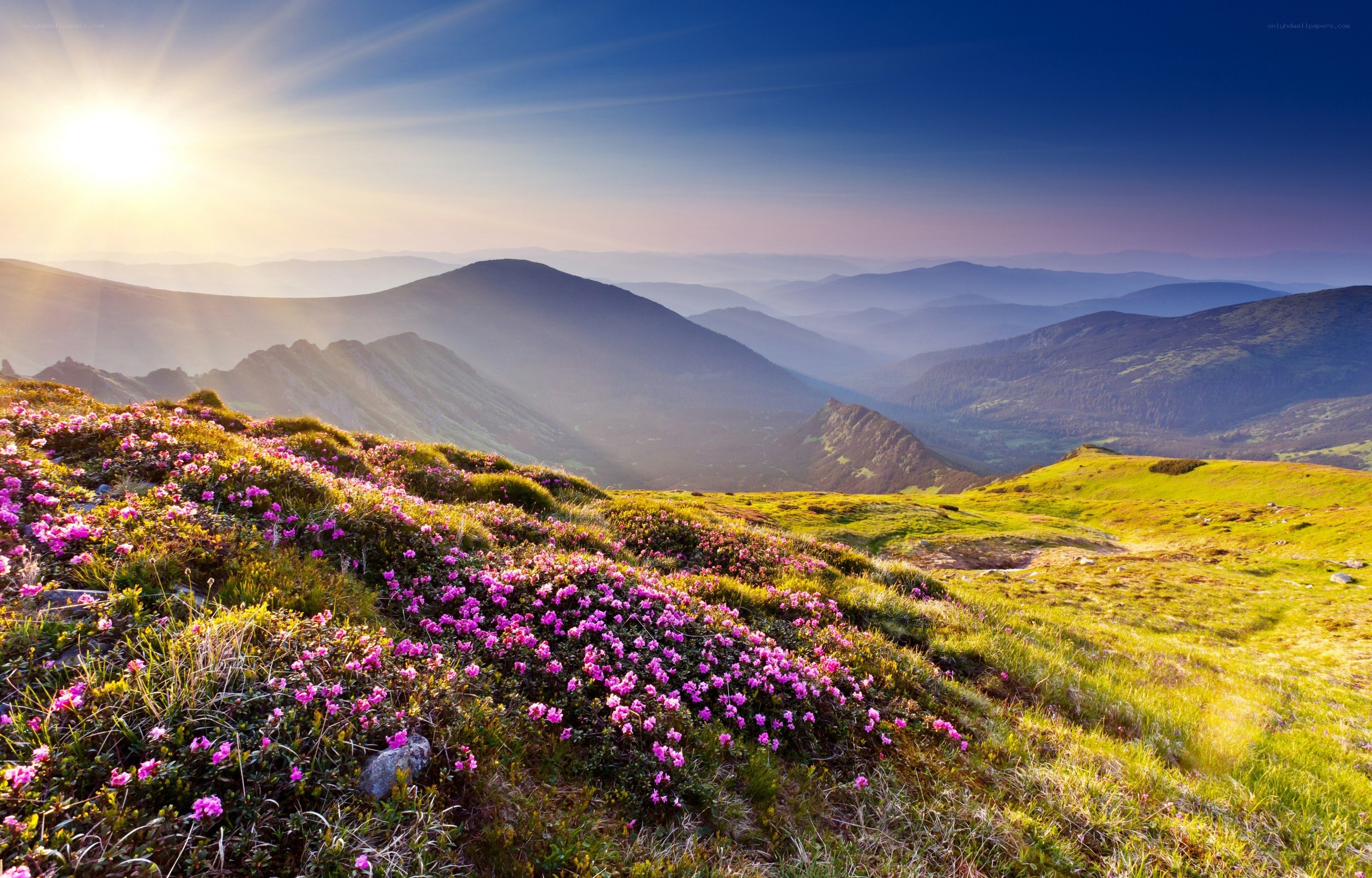 Sunrise over mountain flowers