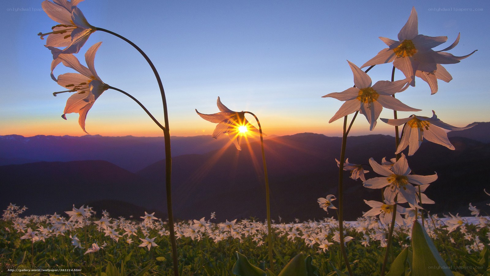 Sunrise over mountain flowers