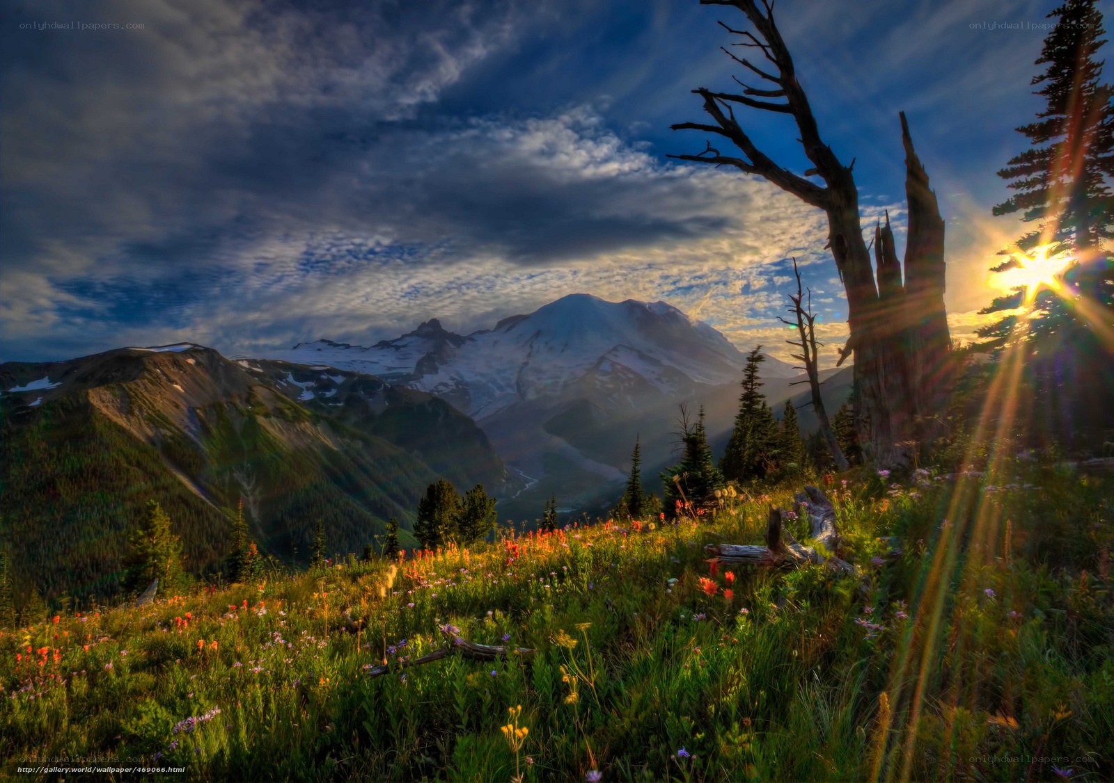 Sunrise over mountain meadow