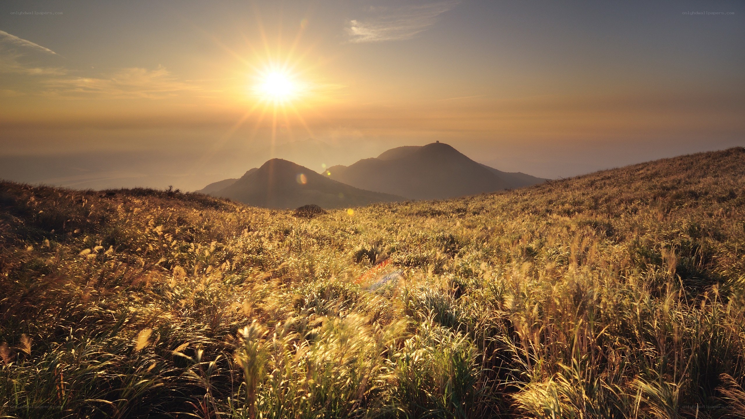 Sunrise over mountain meadow