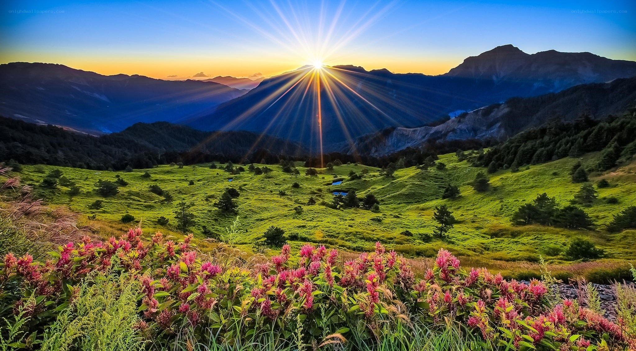 Sunrise over mountain meadow