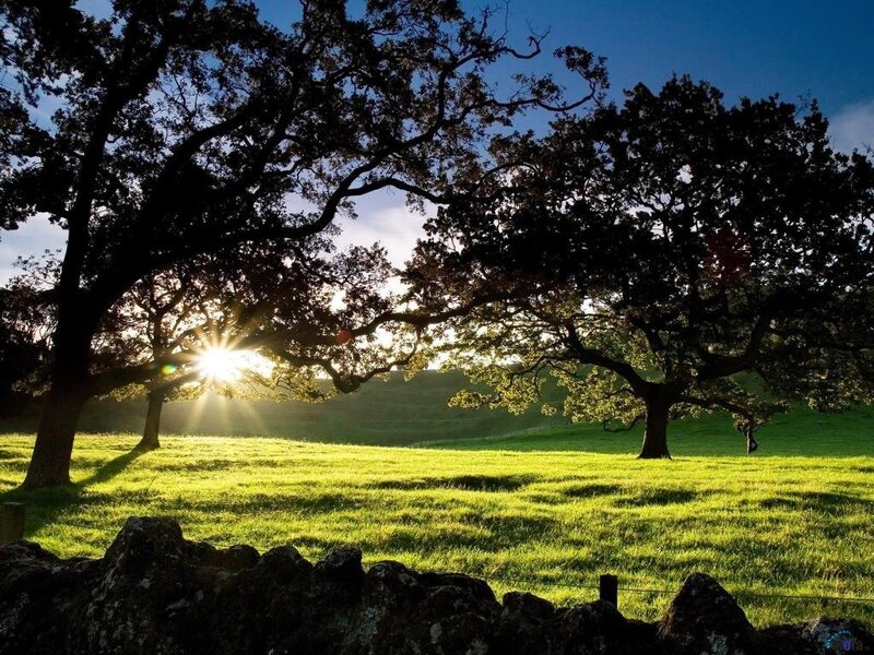 Sunrise over Oak Trees — Green, Serene, Photograph