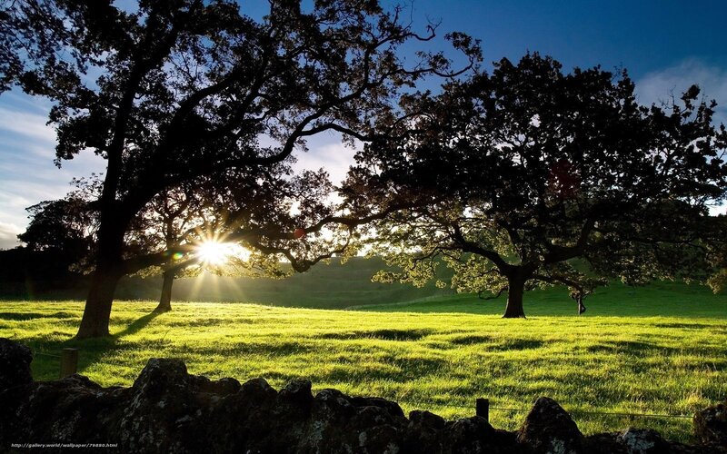Sunrise over Oak Trees — Green