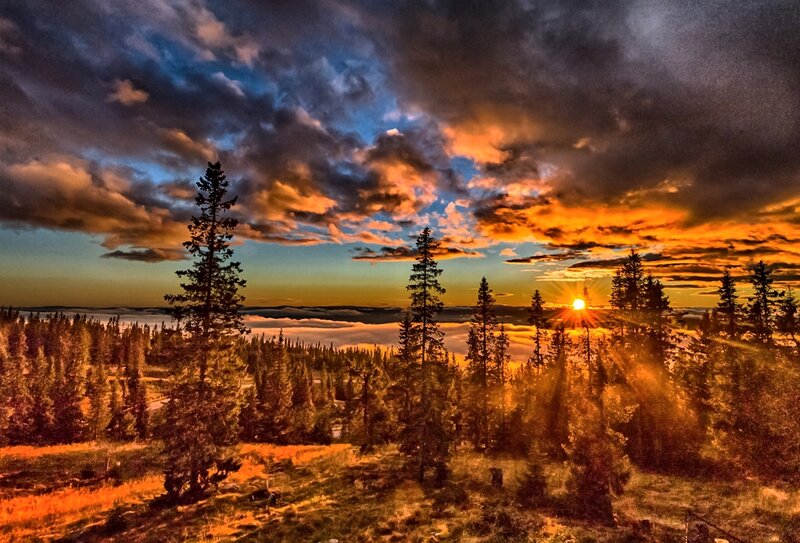 Sunrise over Pine Forest