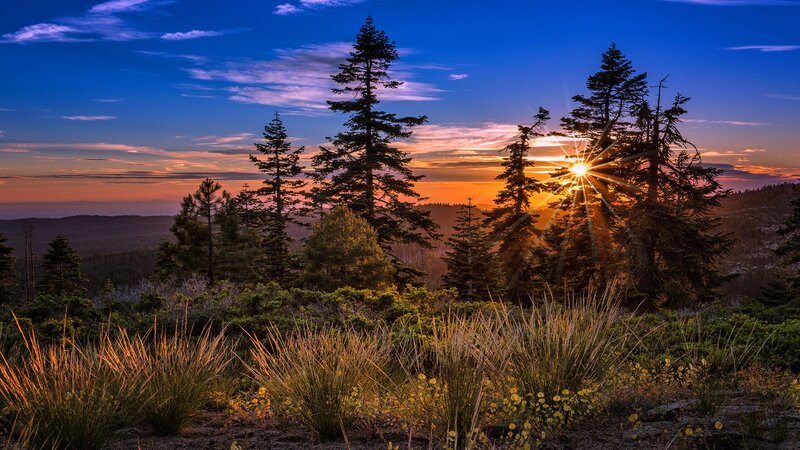 Sunrise over Pine Trees — Blue, Serene, Photograph
