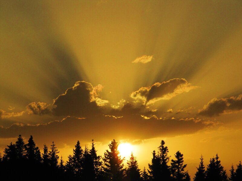 Sunrise over Pine Trees — Gold
