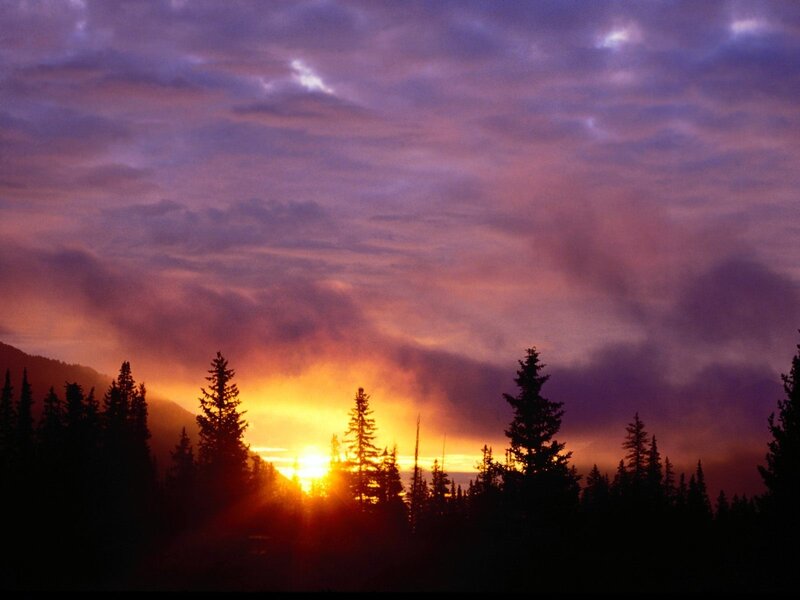 Sunrise over Pine Trees — Purple, Dramatic, Photograph