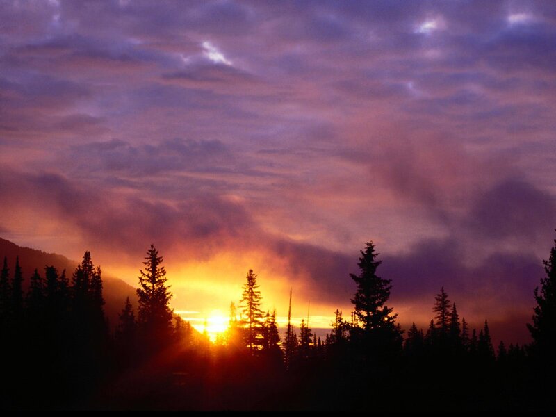 Sunrise over Pine Trees — Purple, Dramatic