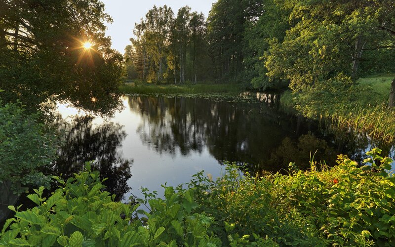 Sunrise over Pond — Green, Serene, Photograph