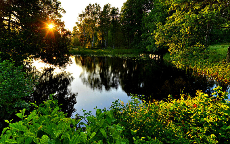 Sunrise over Pond — Green, Serene