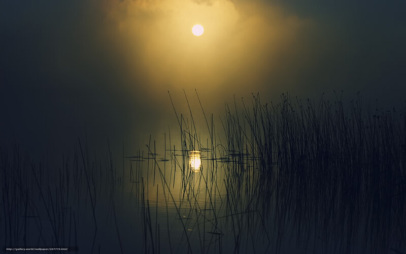 Sunrise over Reeds