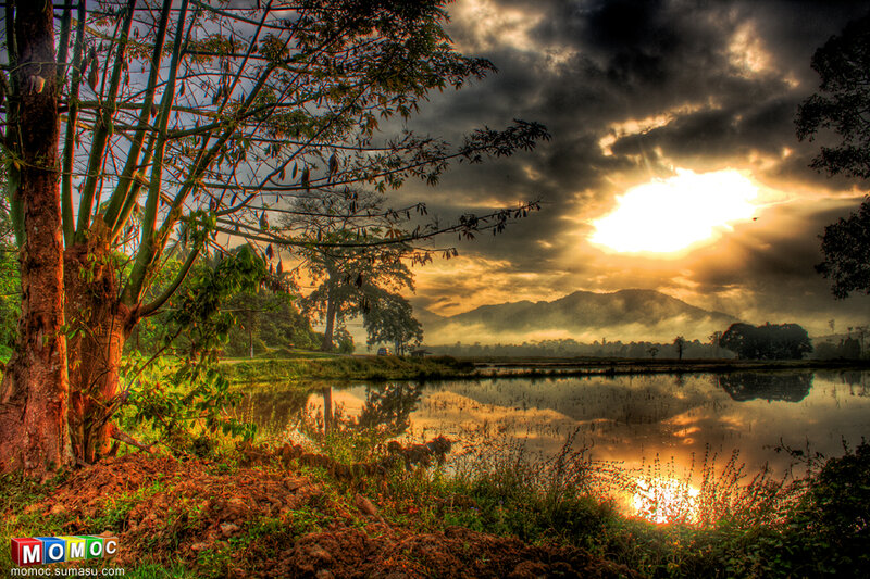 Sunrise over Rice Paddy