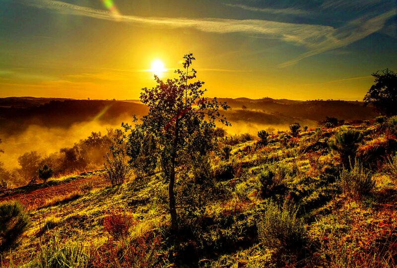 Sunrise over Rolling Hills — Yellow