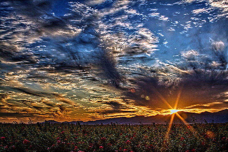 Sunrise over Rose Field