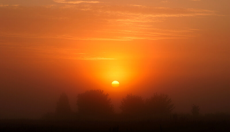 Sunrise over Silhouetted Trees