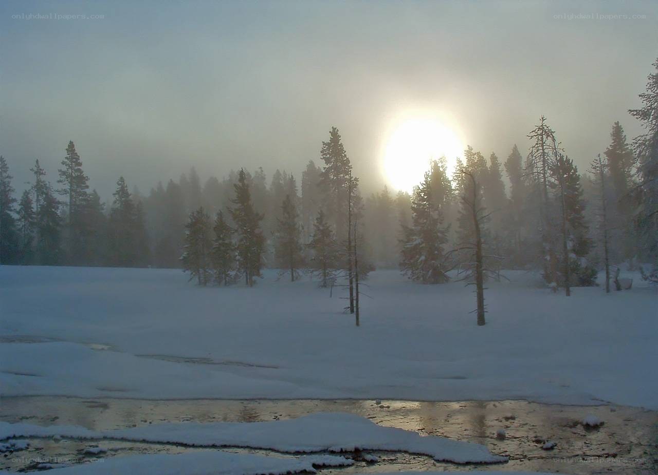 Sunrise over snowy forest