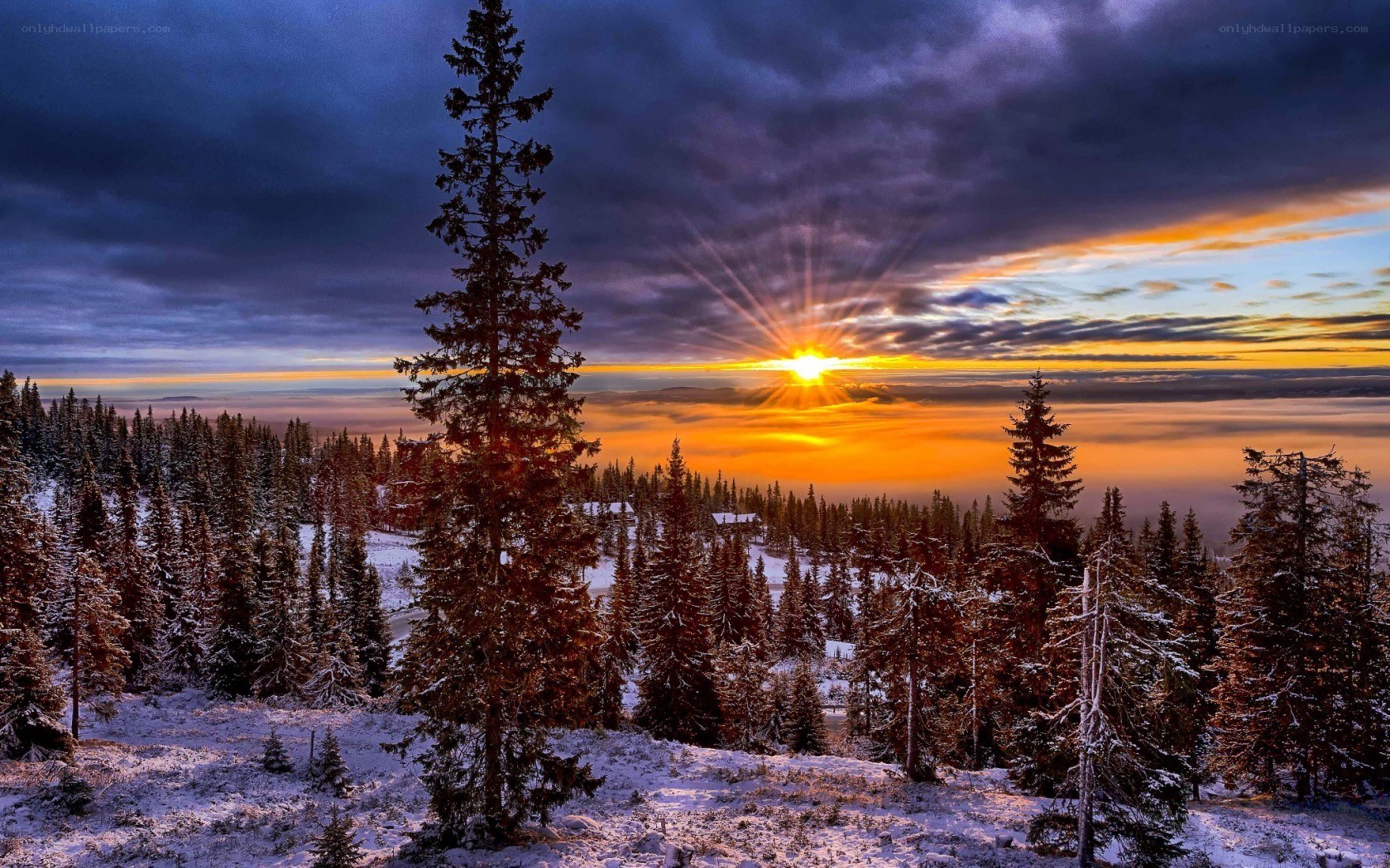 Sunrise over snowy forest