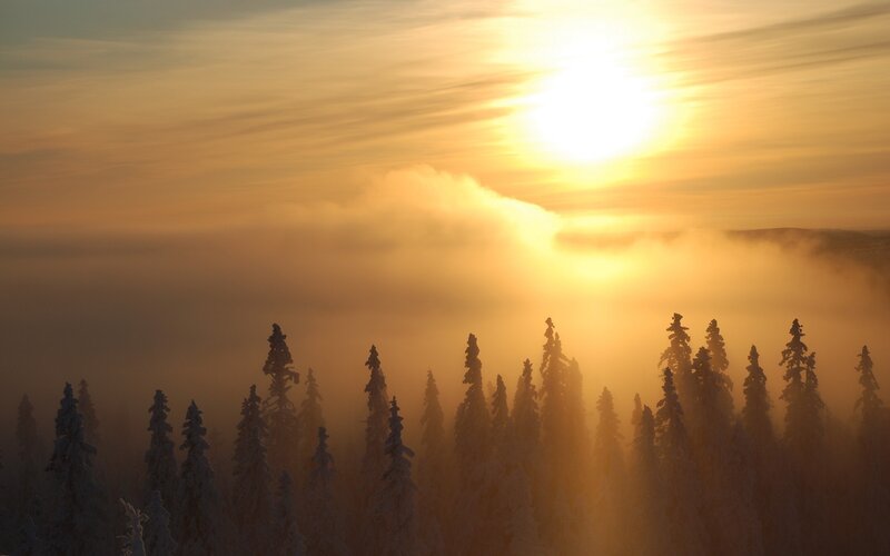 Sunrise over snowy forest