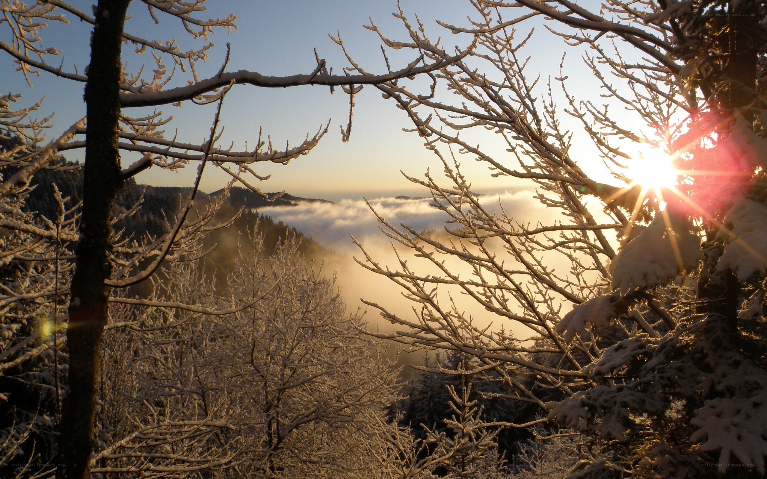 Sunrise over snowy forest