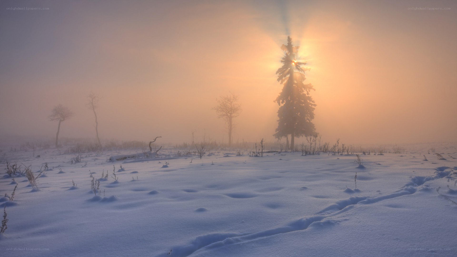 Sunrise over snowy forest