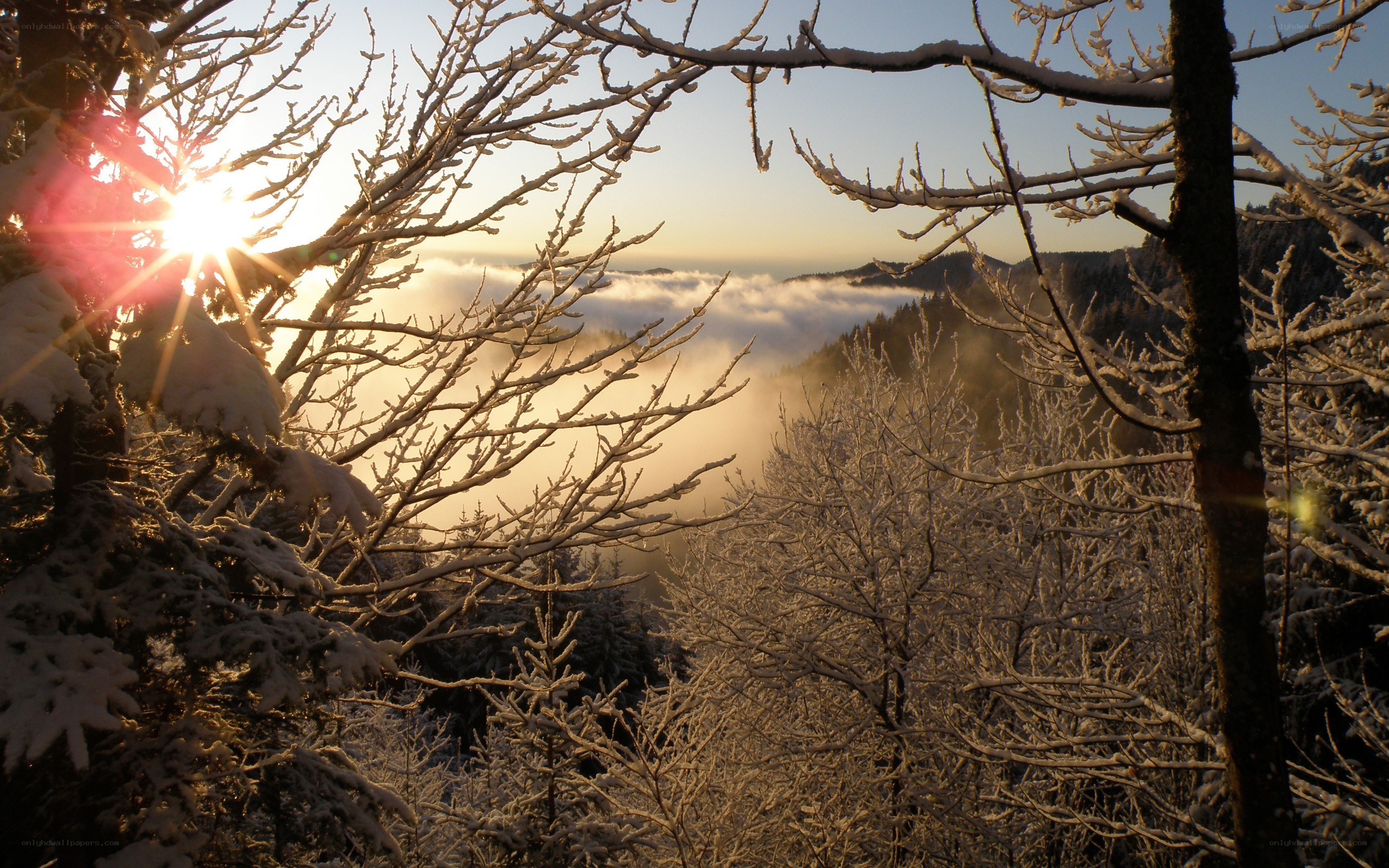 Sunrise over snowy forest