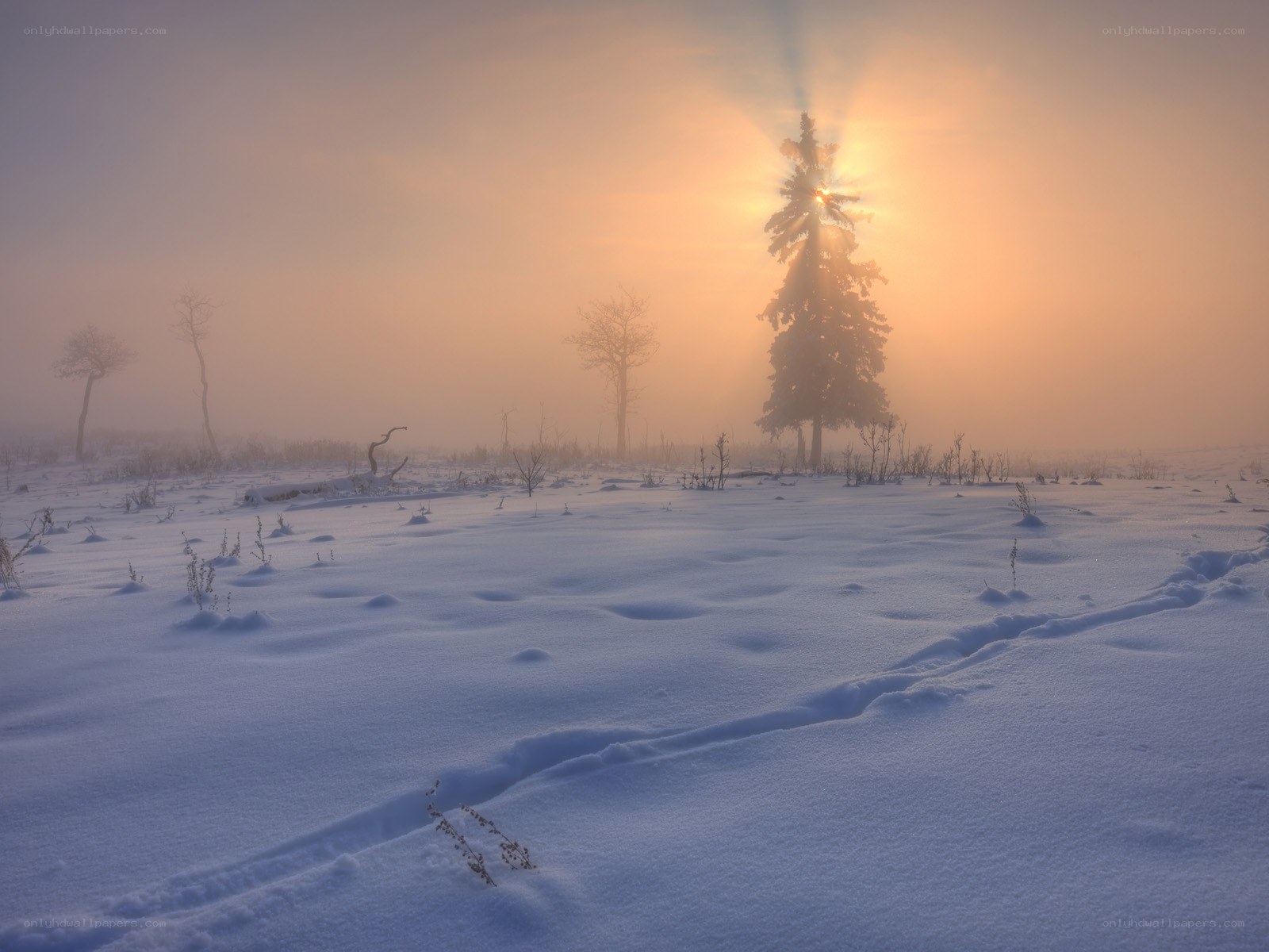 Sunrise over snowy forest