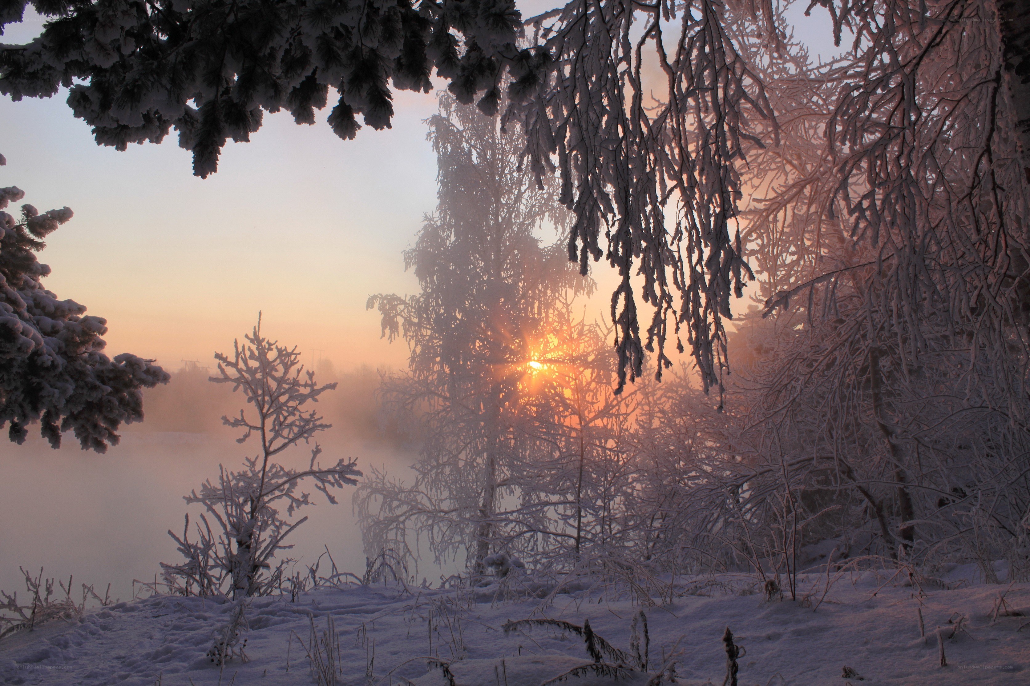 Sunrise over snowy forest