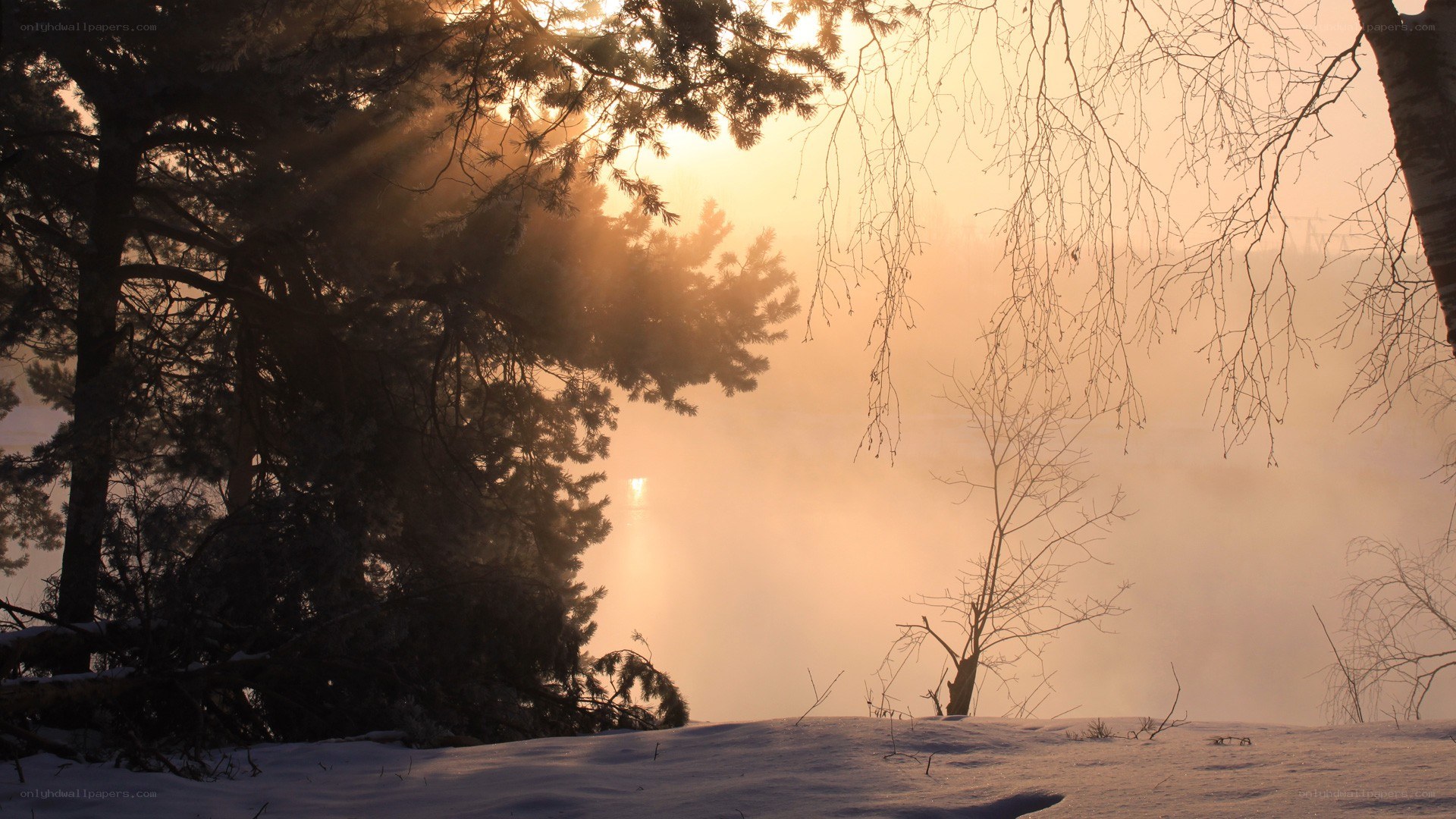 Sunrise over snowy forest