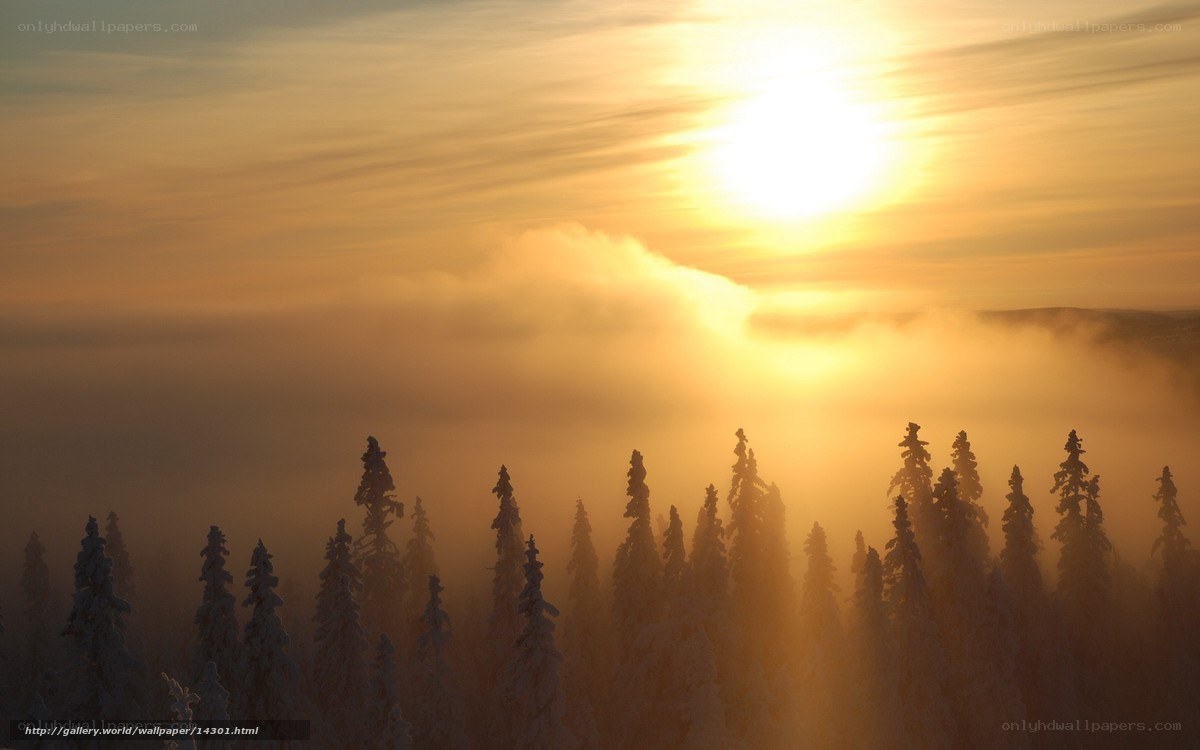 Sunrise over snowy forest