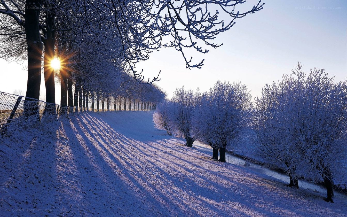 Sunrise over snowy trees