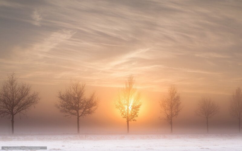 Sunrise over snowy trees