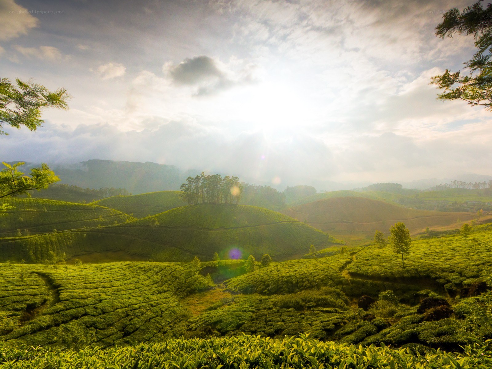 Sunrise over tea plantations