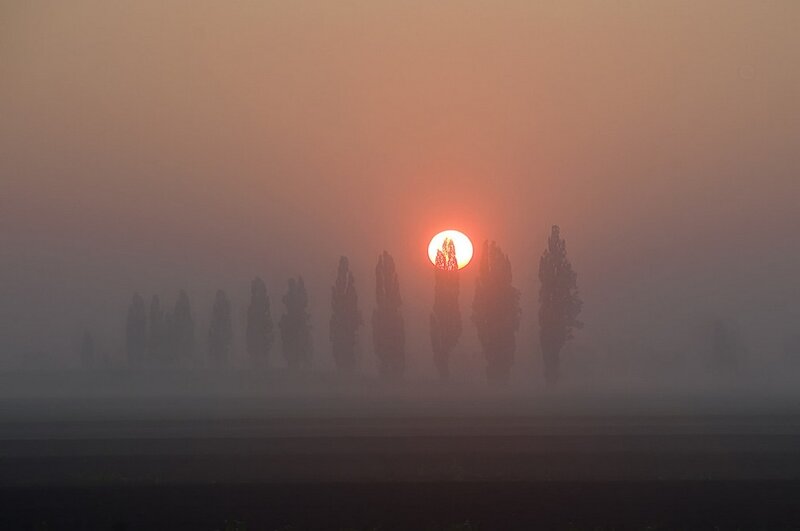 Sunrise over Trees — Orange, Serene