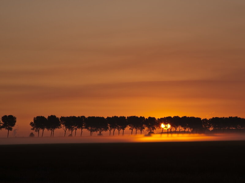 Sunrise over Trees — Orange
