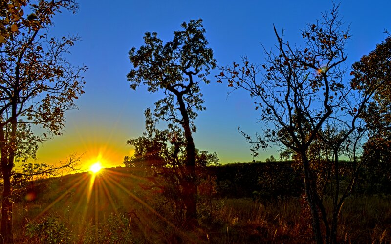 Sunrise over Trees