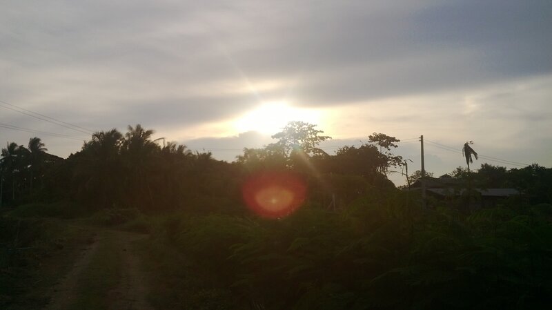 Sunrise over Tropical Trees
