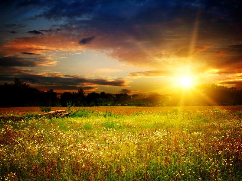 Sunrise over Wildflower Field