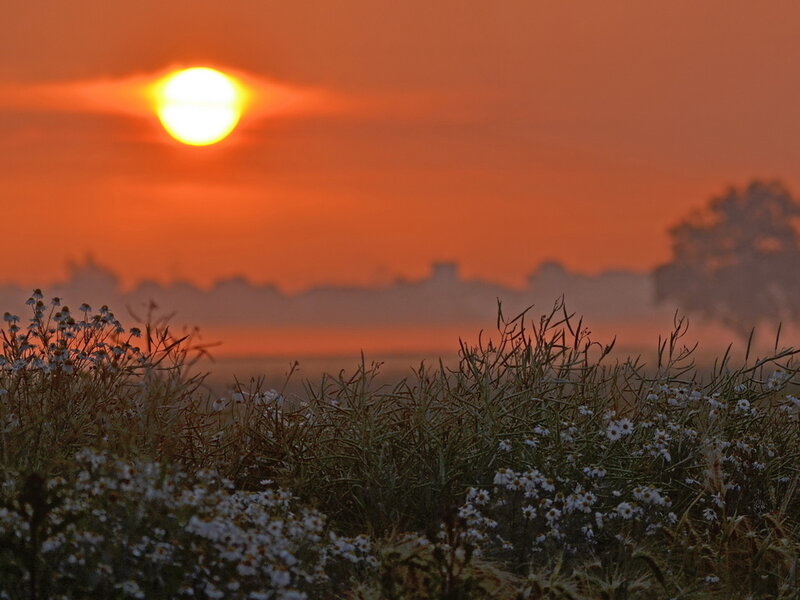 Sunrise over Wildflowers