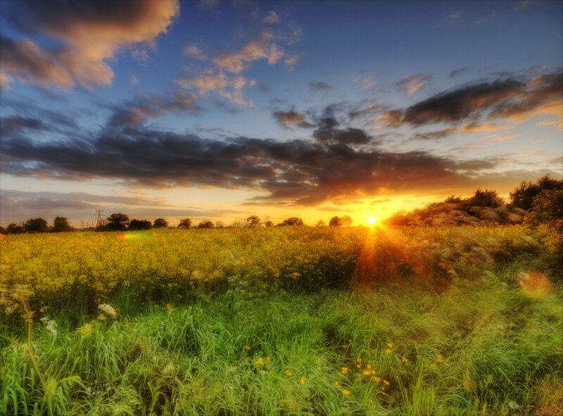 Sunrise over Yellow Field