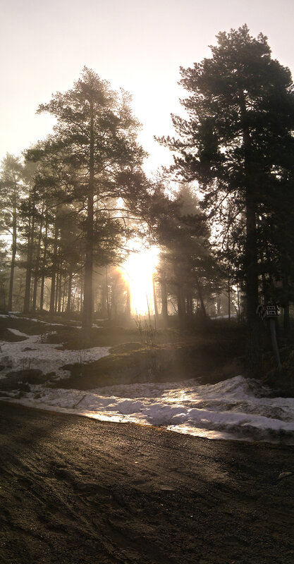 Sunrise through a snowy forest