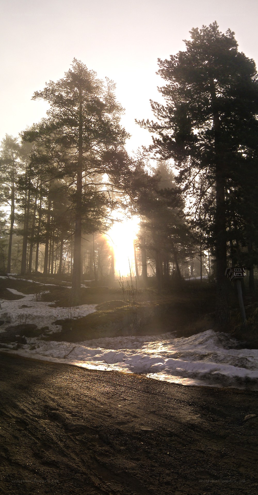 Sunrise through a snowy forest